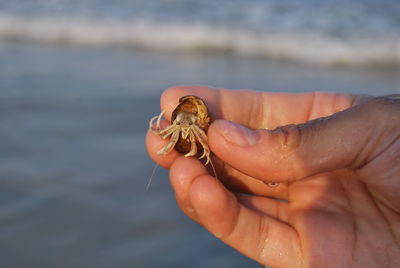 Close-up of a hand holding crab