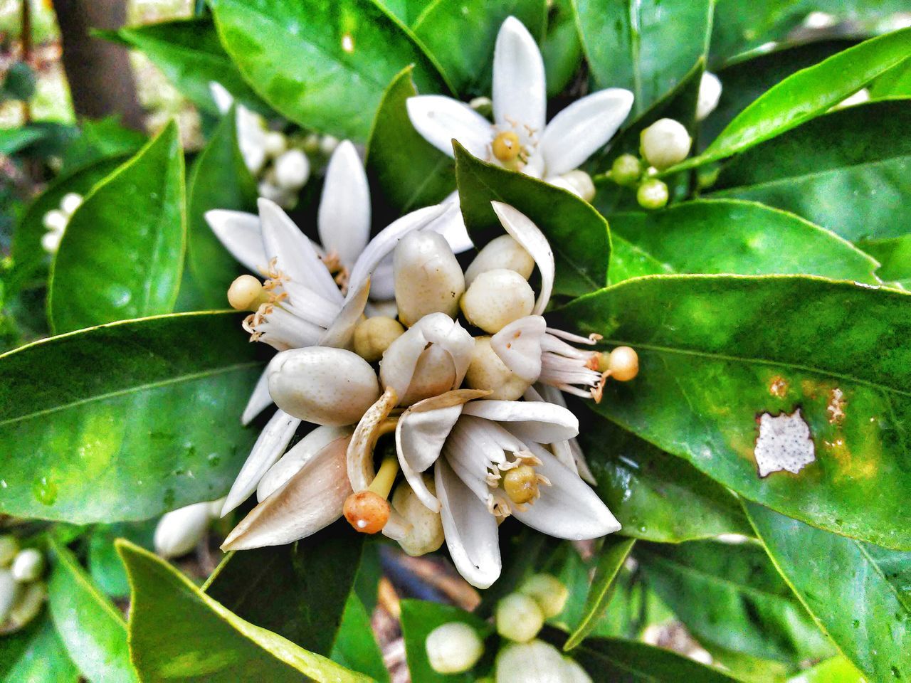 leaf, freshness, growth, flower, fragility, petal, beauty in nature, flower head, plant, close-up, nature, green color, white color, blooming, high angle view, outdoors, focus on foreground, day, in bloom, pollen