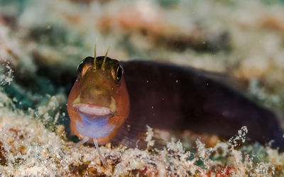 Close-up of blenny fish resting on coral reef