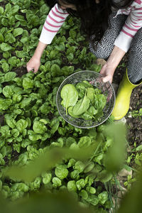 Picking spinach in a home garden. bio spinach