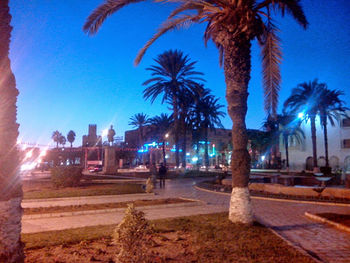 Palm trees at sunset