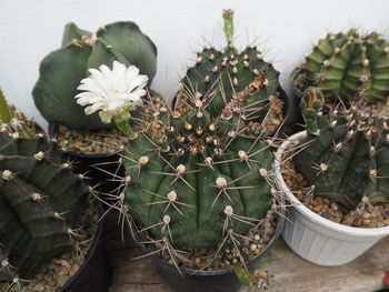 High angle view of potted plants