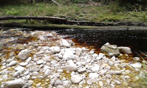 Close-up high angle view of stream