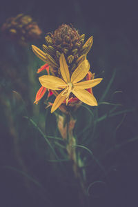 Close-up of yellow flowering plant