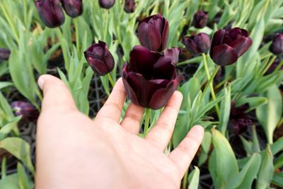 Close-up of hand holding purple flowering plant