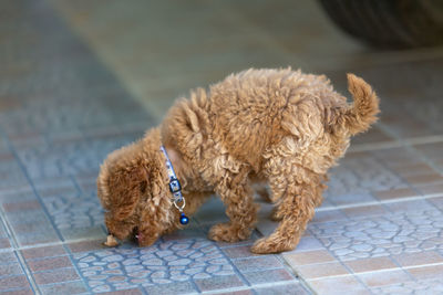 Dog lying down on floor