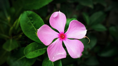 Close-up of frangipani blooming outdoors