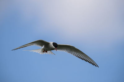 Low angle view of arctic tern flying against blue sky