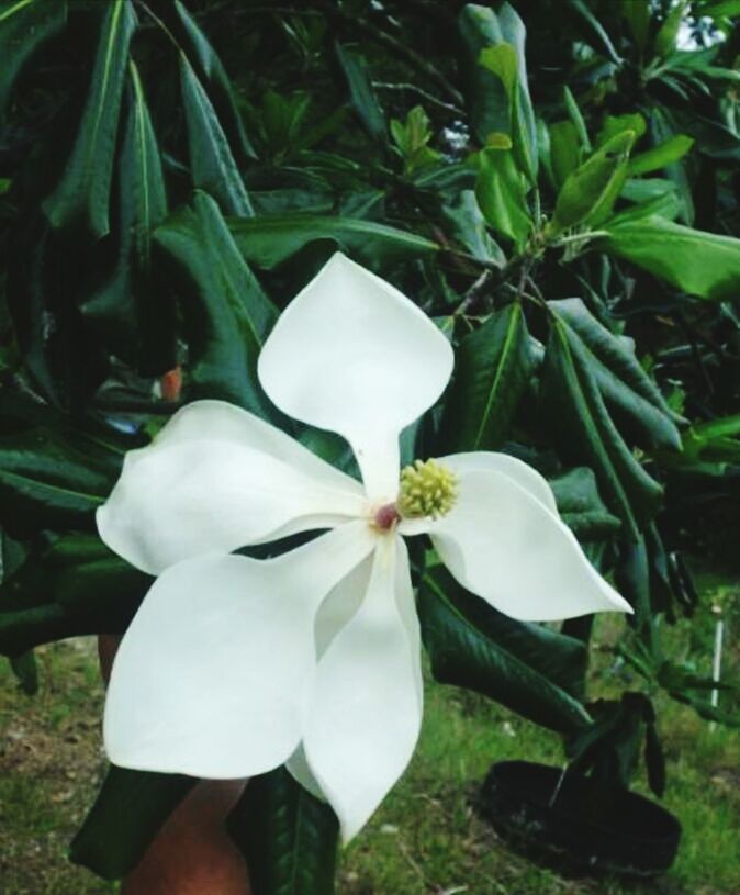 flower, white color, petal, growth, flower head, fragility, plant, freshness, leaf, nature, close-up, white, beauty in nature, blooming, one person, park - man made space, high angle view, in bloom, day, single flower