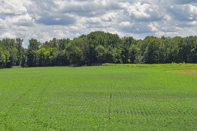 Scenic view of trees on field against sky