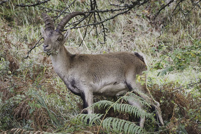 Side view of goat