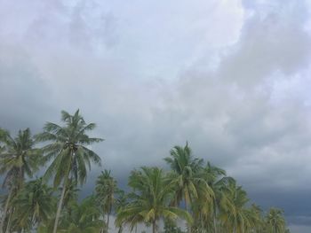 Low angle view of palm trees against sky