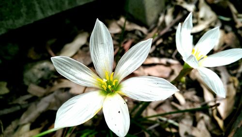 Close-up of white flower blooming outdoors