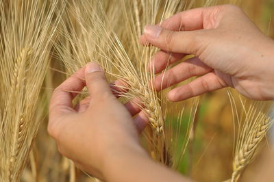 Midsection of woman with wheat in field