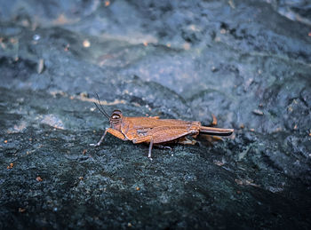 Close-up of insect on rock