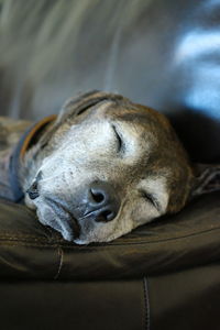 Close-up of a dog sleeping