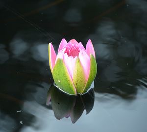 Close-up of pink water lily in lake