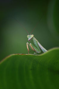 Close-up of insect on leaf