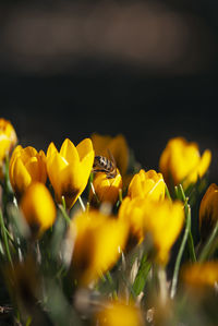 Close-up of yellow flowering plant