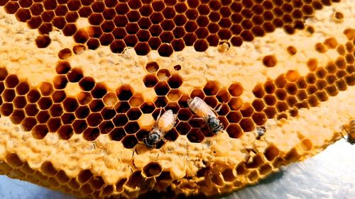 Close-up of bees on glass