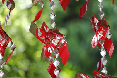 Close-up of red leaves hanging outdoors