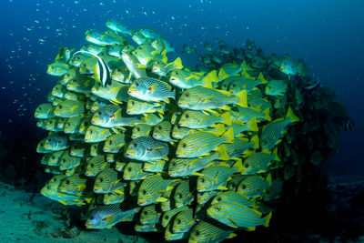 View of fish swimming in sea
