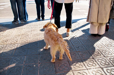 Low section of people with dog on street