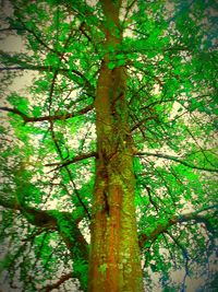 Low angle view of tree in forest