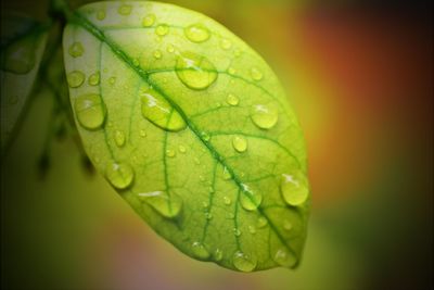 Close-up of raindrops on leaves