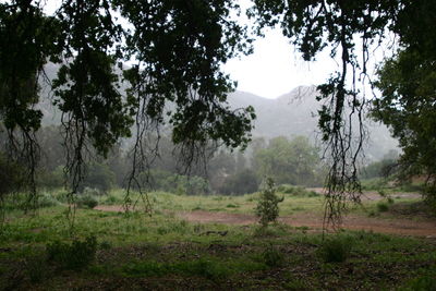 Trees on field against sky