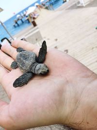 Close-up of person holding hands