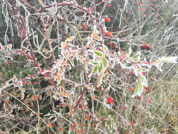 Close-up of red berries on tree