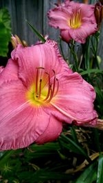 Close-up of pink flowers