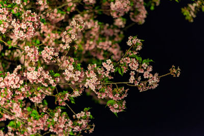 Close-up of pink cherry blossoms