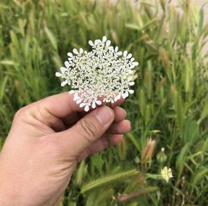 Close-up of hand holding small flower on field