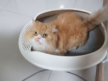 High angle portrait of cat in toilet