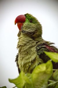 Close-up of parrot