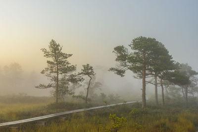 Trees on field against sky