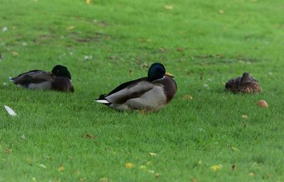 Ducks on a field