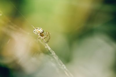 Close-up of spider on web