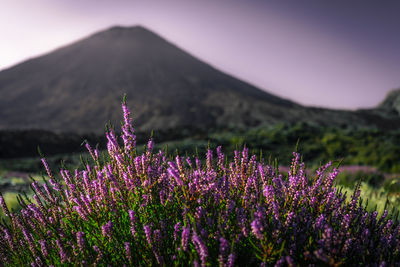 Purple flowering plants on field against sky