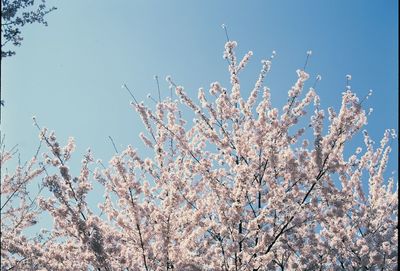 Low angle view of flower tree against clear sky