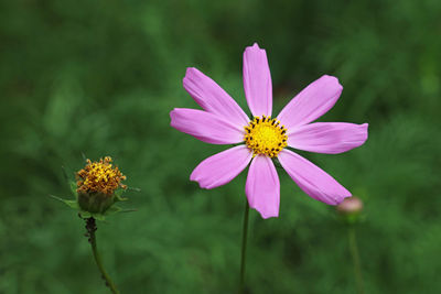 High angle view of pink flower blooming at park