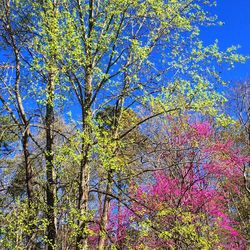 Low angle view of trees against blue sky