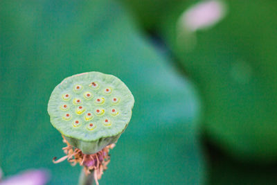 Close-up of lotus water lily