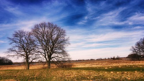 Bare tree on field against sky