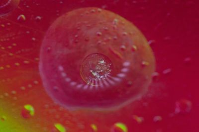 Close-up of red chili pepper