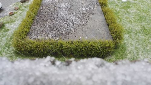 High angle view of moss on grass