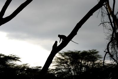 Low angle view of bird perching on tree