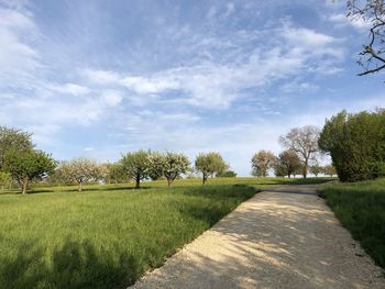 Trees on field against sky